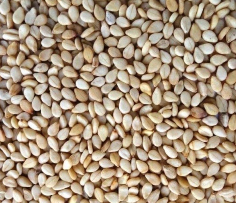 Sesame Seed from Nigeria